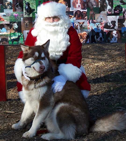 Cinnabar with Santa - 2006