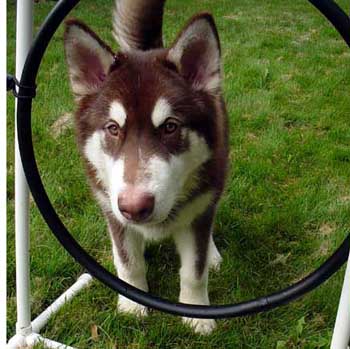 Cinnabar - Alaskan Malamute