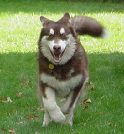 Cinnabar - Alaskan Malamute