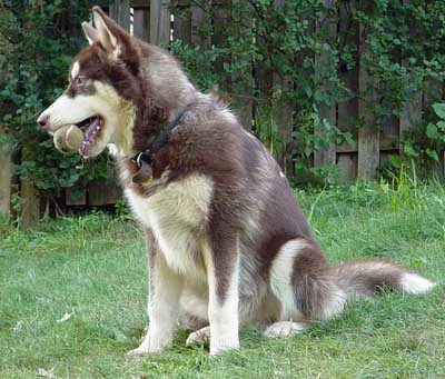Cinnabar - Alaskan Malamute