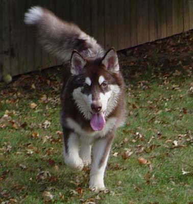 Cinnabar - Alaskan Malamute