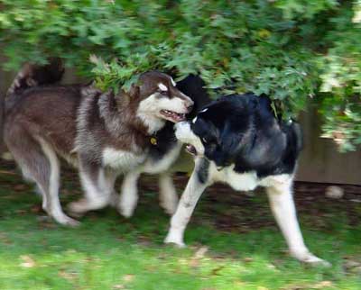 Cinnabar - Alaskan Malamute