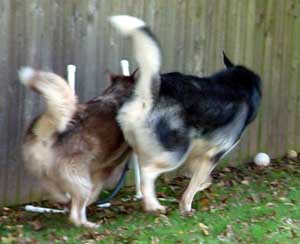 Cinnabar - Alaskan Malamute