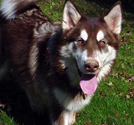 Cinnabar - Alaskan Malamute