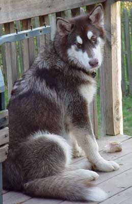 Cinnabar - Alaskan Malamute