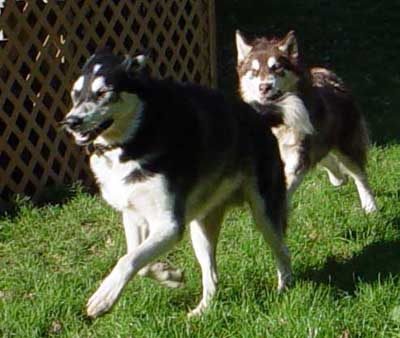 Cinnabar - Alaskan Malamute