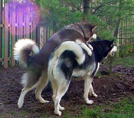 Cinnabar - Alaskan Malamute