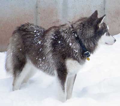 Cinnabar - Alaskan Malamute