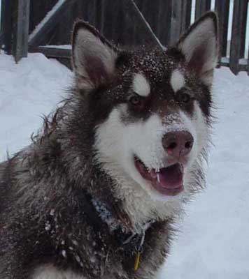 Cinnabar - Alaskan Malamute