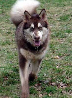 Cinnabar - Alaskan Malamute