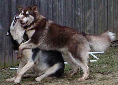 Cinnabar - Alaskan Malamute