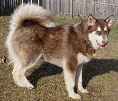 Cinnabar - Alaskan Malamute