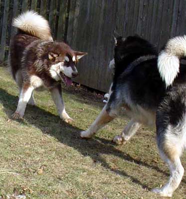 Cinnabar - Alaskan Malamute