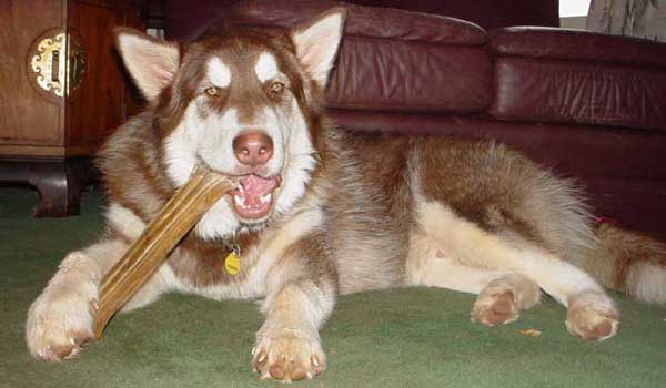 Cinnabar - Alaskan Malamute