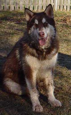 Cinnabar - Alaskan Malamute