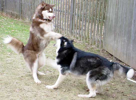 Cinnabar - Alaskan Malamute