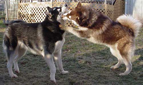 Cinnabar - Alaskan Malamute