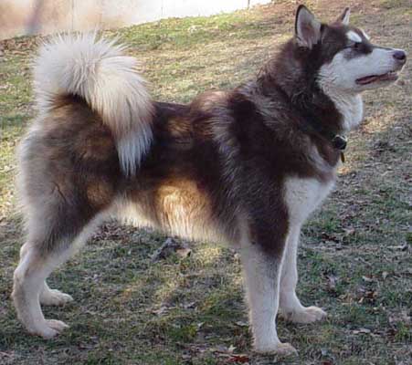 Cinnabar - Alaskan Malamute