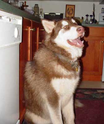 Cinnabar - Alaskan Malamute