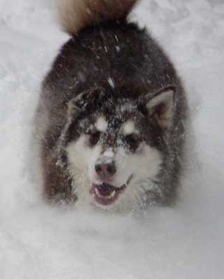 Cinnabar - Alaskan Malamute