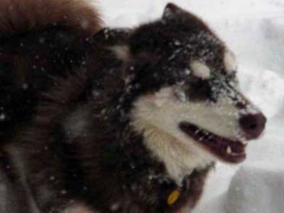 Cinnabar - Alaskan Malamute