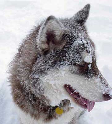 Cinnabar - Alaskan Malamute