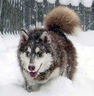 Cinnabar - Alaskan Malamute