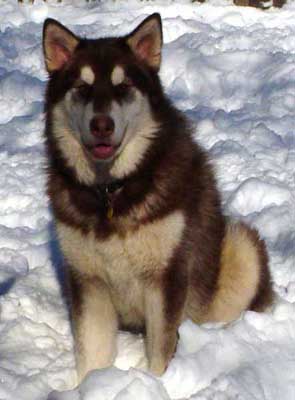 Cinnabar - Alaskan Malamute