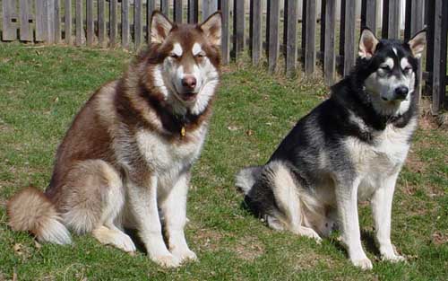 Cinnabar - Alaskan Malamute