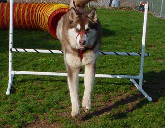 Cinnabar - Alaskan Malamute