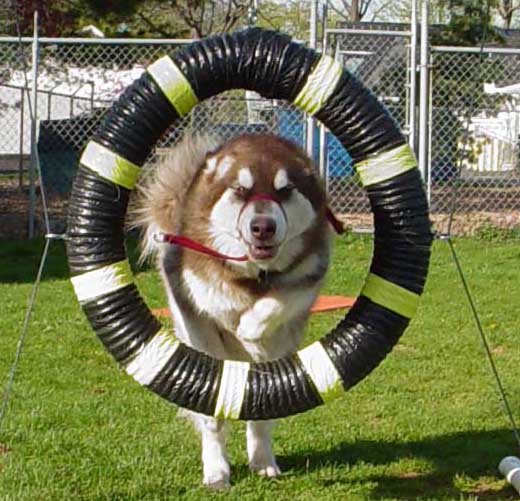 Cinnabar - Alaskan Malamute