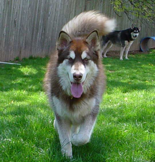 Cinnabar - Alaskan Malamute