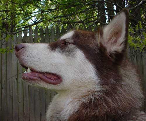 Cinnabar - Alaskan Malamute