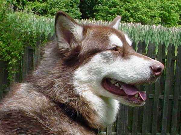 Cinnabar - Alaskan Malamute