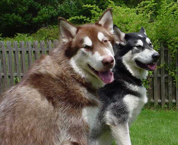 Cinnabar - Alaskan Malamute