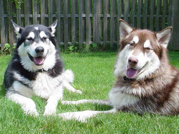 Cinnabar - Alaskan Malamute