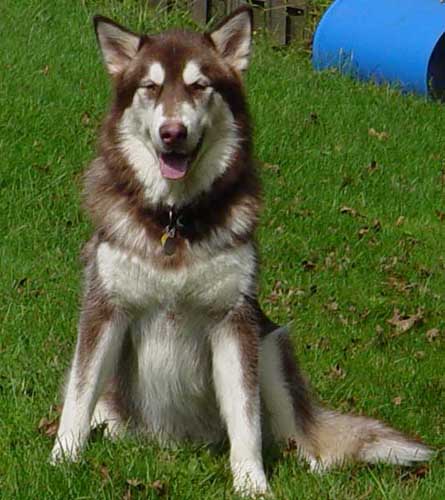 Cinnabar - Alaskan Malamute