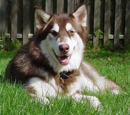 Cinnabar - Alaskan Malamute