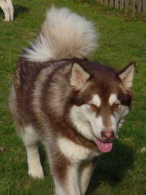Cinnabar - Alaskan Malamute