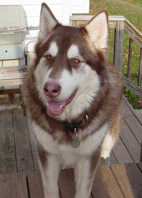 Cinnabar - Alaskan Malamute