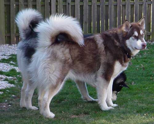 Cinnabar - Alaskan Malamute
