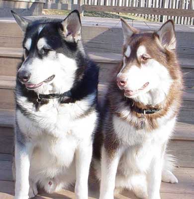 Cinnabar - Alaskan Malamute