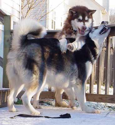 Cinnabar - Alaskan Malamute