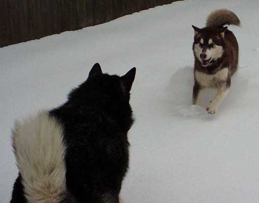 Cinnabar - Alaskan Malamute