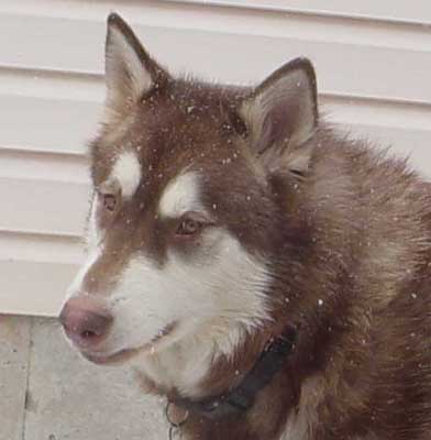 Cinnabar - Alaskan Malamute