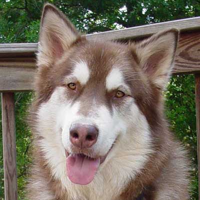 Cinnabar - Happy Boy - June 2007