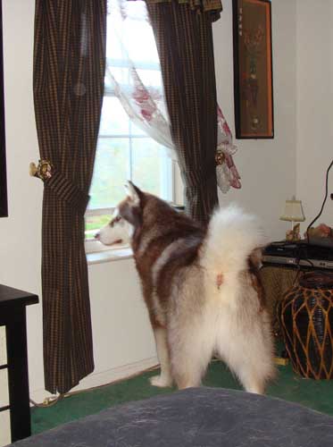 Cinnabar - Alaskan Malamute
