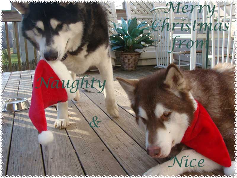 Merry Christmas from The Franklins 2010