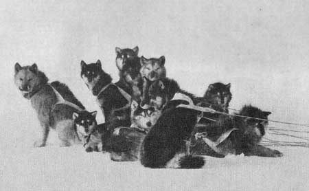 Double Team of Esquimo dogs at the North Pole