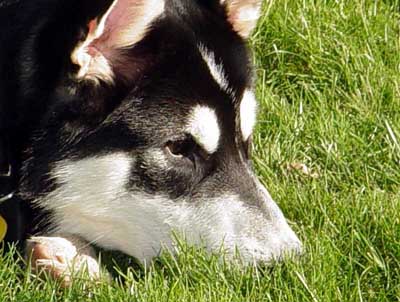 Sebastian curious - November 2004